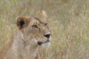 Tanzanie